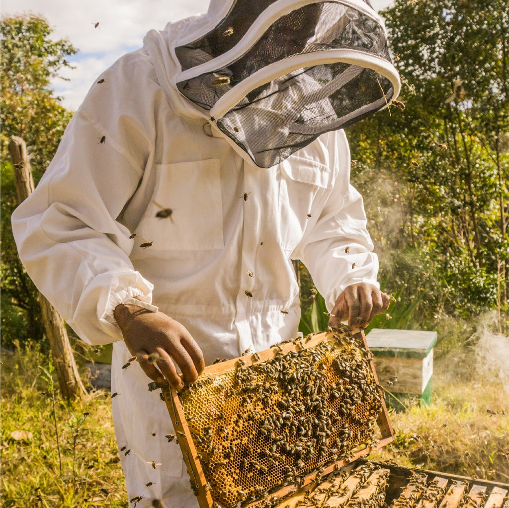 Eucalyptus Honey: a rare treasure from the hive with woody and caramelized flavors - Madagascar 250g