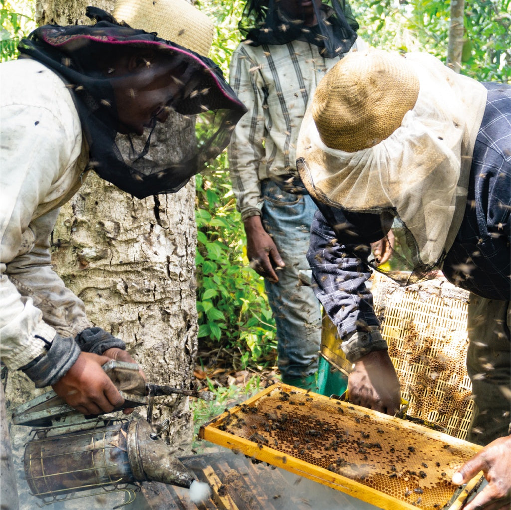 Miel de Cactus : Du miel rare et naturel issu d’une récolte artisanale de Madagascar 250g