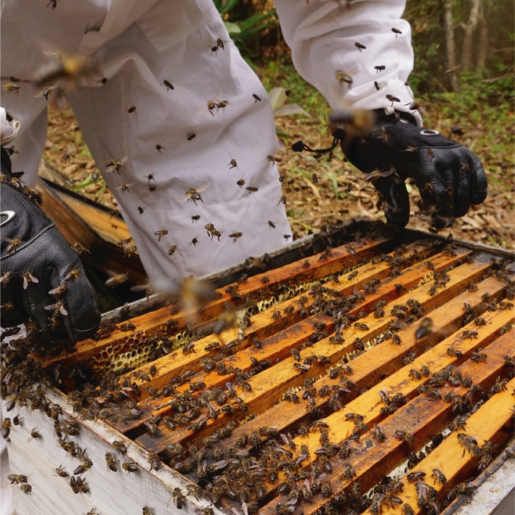 Mokarana Honey from Madagascar, a rare honey with unrivaled flavors 250g